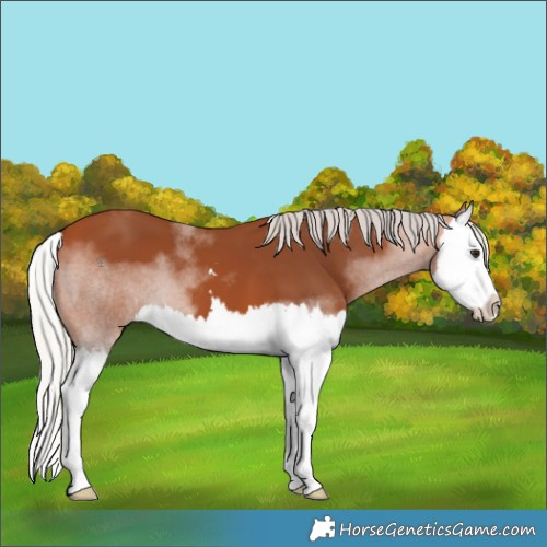 Horse Color:Silver Bay Splash 