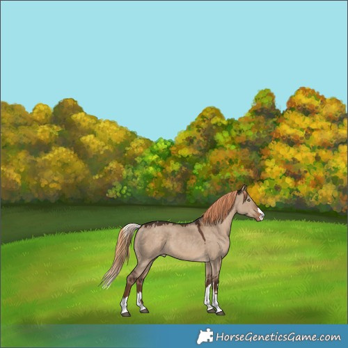 Horse Color:Liver Red Dun Skewed Appaloosa 