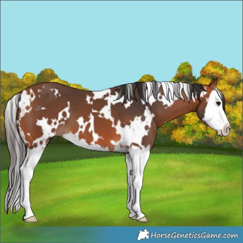 Horse Color:White Spotted Bay Splash