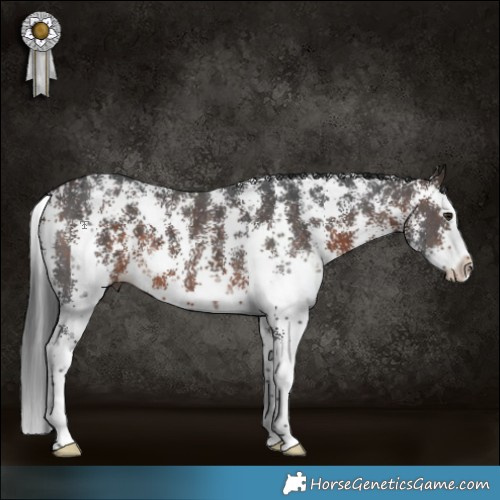 Horse Color:Brown Sabino Splash 