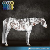 Horse Color:Brown Sabino Splash 