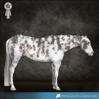 Horse Color:Brown Sabino Splash