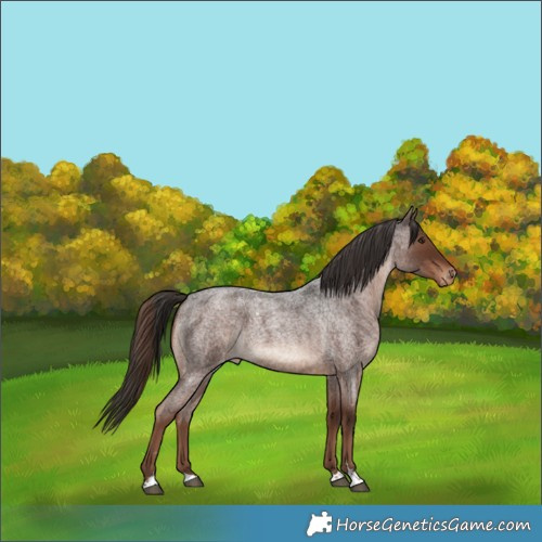 Horse Color:Liver Red Roan Skewed Appaloosa 