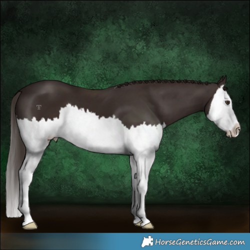 Horse Color:Liver Chestnut Splash 