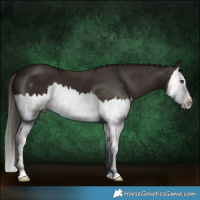 Horse Color:Liver Chestnut Splash