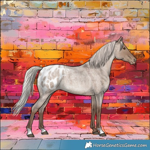 Horse Color:Silver Grullo Roan Appaloosa