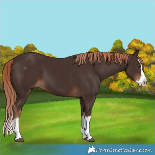 Horse Color:Liver Chestnut Splash 