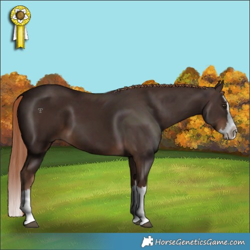 Horse Color:Liver Chestnut Splash 