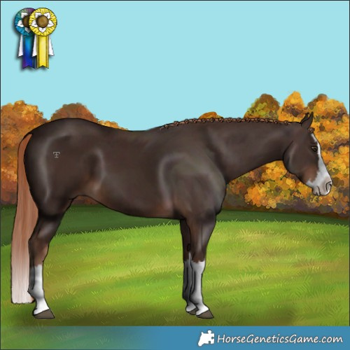 Horse Color:Liver Chestnut Splash 