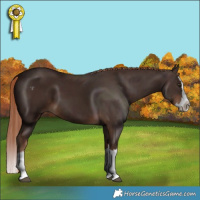 Horse Color:Liver Chestnut Splash