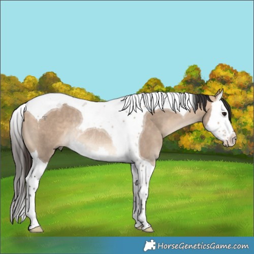 Horse Color:Bay Dun Splash Tobiano Rabicano 