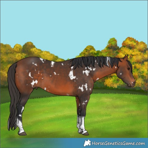 Horse Color:White Spotted Bay Tobiano 