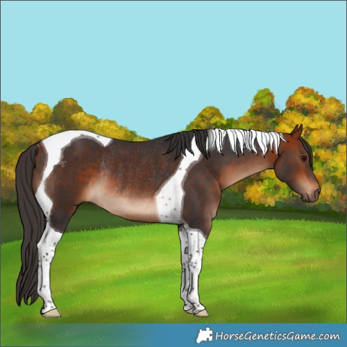 Horse Color:Bay Tobiano Rabicano 