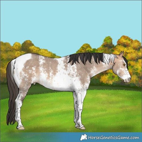 Horse Color:Bay Dun Sabino Tobiano 