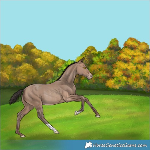Horse Color:Sable Champagne Rabicano 