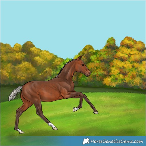 Horse Color:Silver Brown 