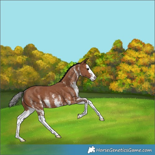 Horse Color:White Spotted Bay Splash Rabicano 