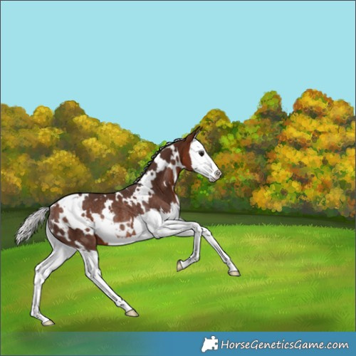 Horse Color:White Spotted Silver Brown Splash Rabicano 