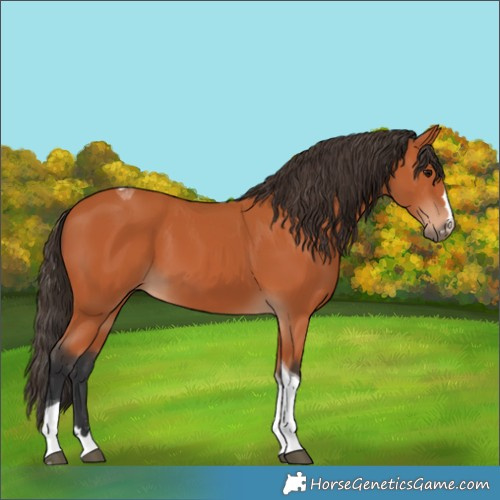 Horse Color:Bay Tobiano 