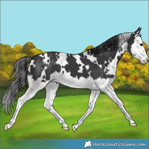 Horse Color:White Spotted Black Splash 