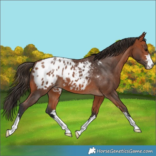 Horse Color:Bay Blanket