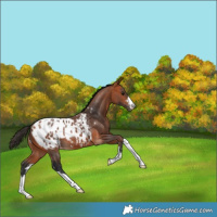 Horse Color:Bay Appaloosa 