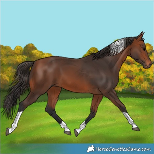 Horse Color:Bay Tobiano 