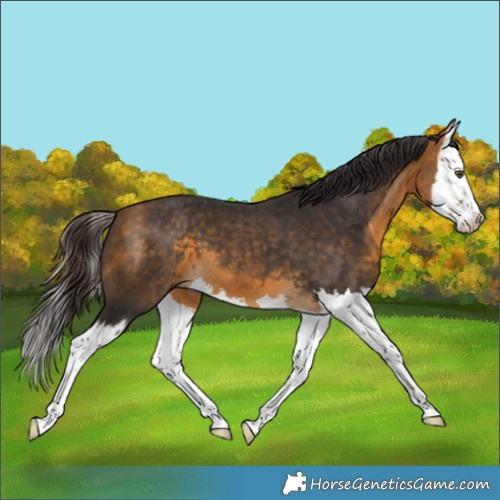 Horse Color:Buckskin Splash