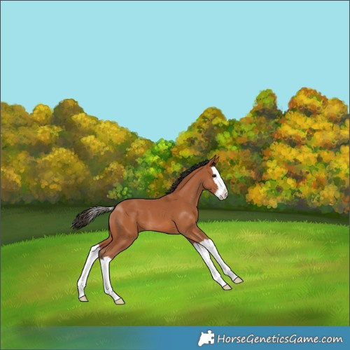 Horse Color:Bay Splash 