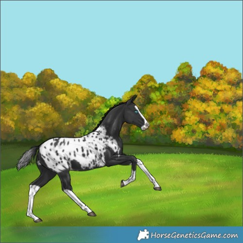 Horse Color:Black Splash Appaloosa 