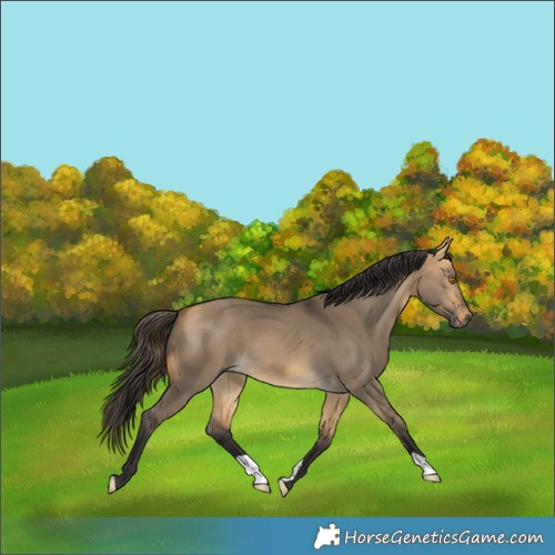 Horse Color:Buckskin Dun