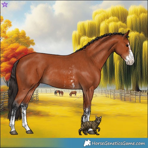 Horse Color:Bay Sabino Rabicano and Bay Sabino Splash Rabicano