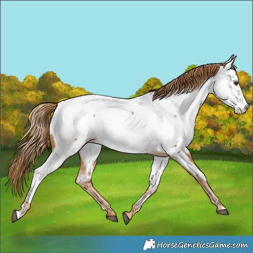 Horse Color:Chestnut Appaloosa 