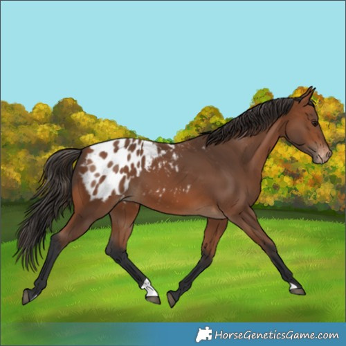 Horse Color:Bay Appaloosa 