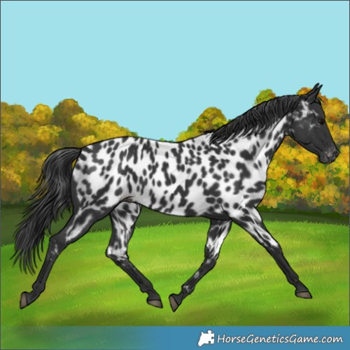Horse Color:Black Appaloosa 