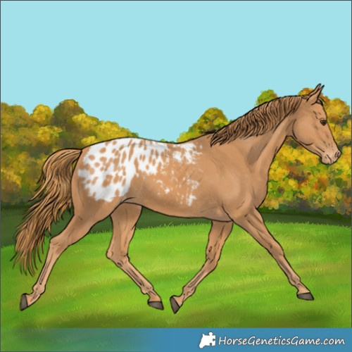 Horse Color:Chestnut Appaloosa 