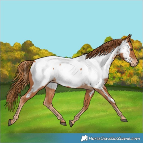 Horse Color:Chestnut Appaloosa 