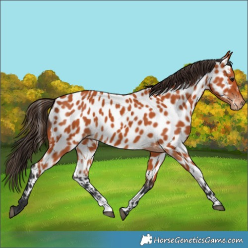Horse Color:Bay Appaloosa 