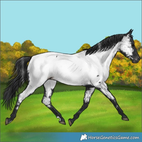 Horse Color:Black Appaloosa 