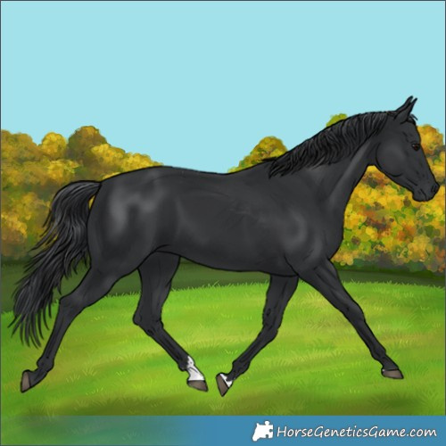 Horse Color:Black 