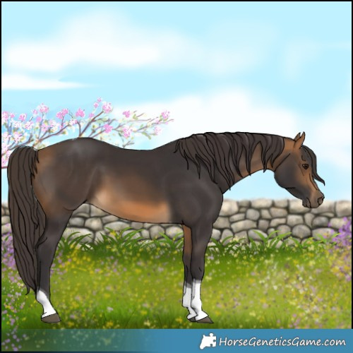 Horse Color:Buckskin Tobiano 