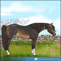 Horse Color:Buckskin Tobiano 