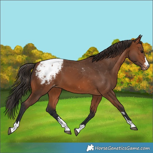 Horse Color:Bay Appaloosa 