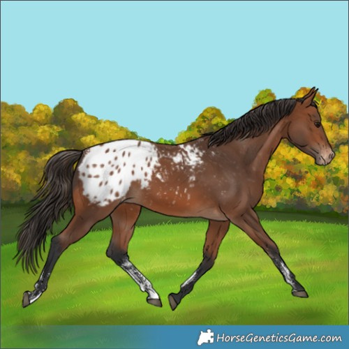 Horse Color:Powder White Bay Appaloosa 