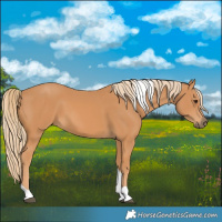 Horse Color:Chestnut Tobiano 