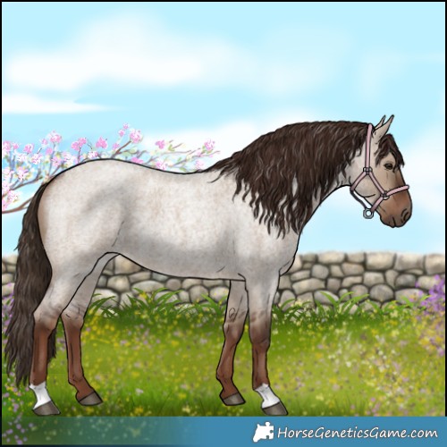 Horse Color:Liver Red Dun Roan 
