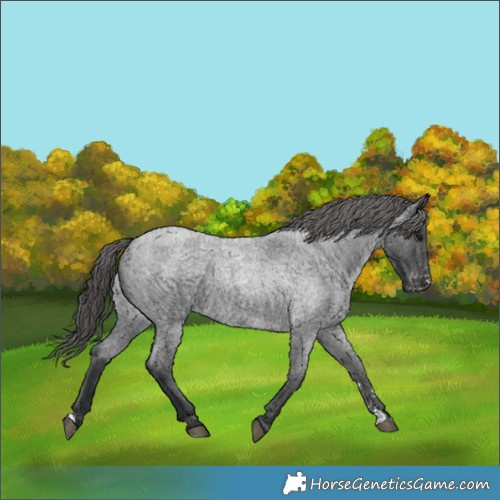 Horse Color:Blue Roan Varnish Rabicano 