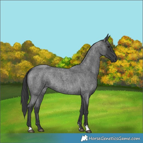 Horse Color:Blue Roan
