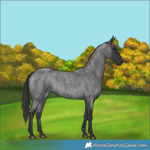 Horse Color:Blue Roan 