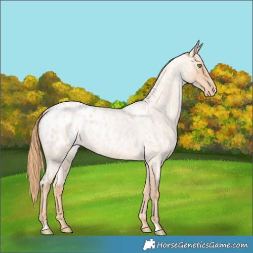 Horse Color:Gold Champagne Roan Appaloosa